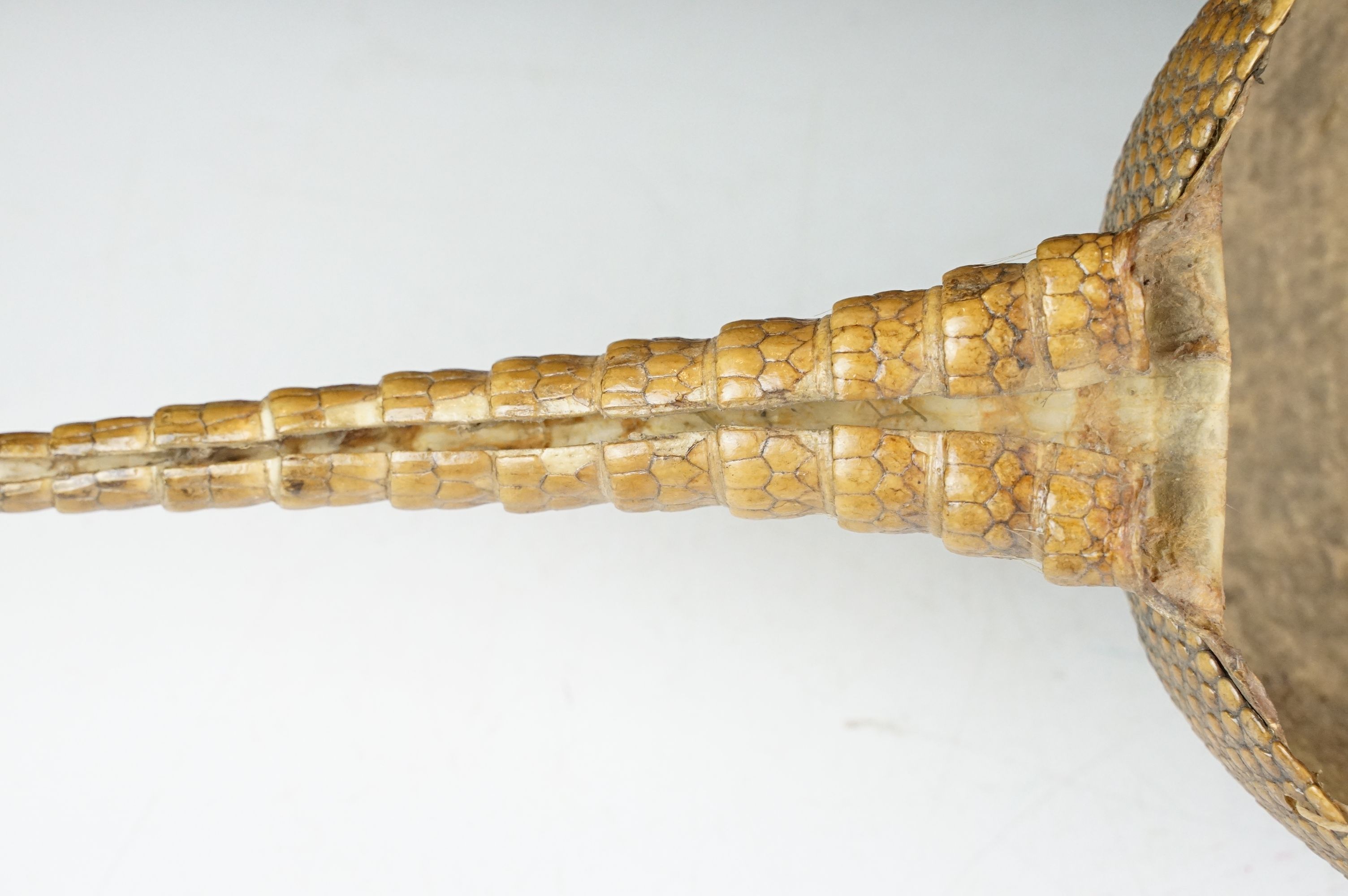 Taxidermy - A taxidermy armadillo shell, approx 68cm long - Image 10 of 11
