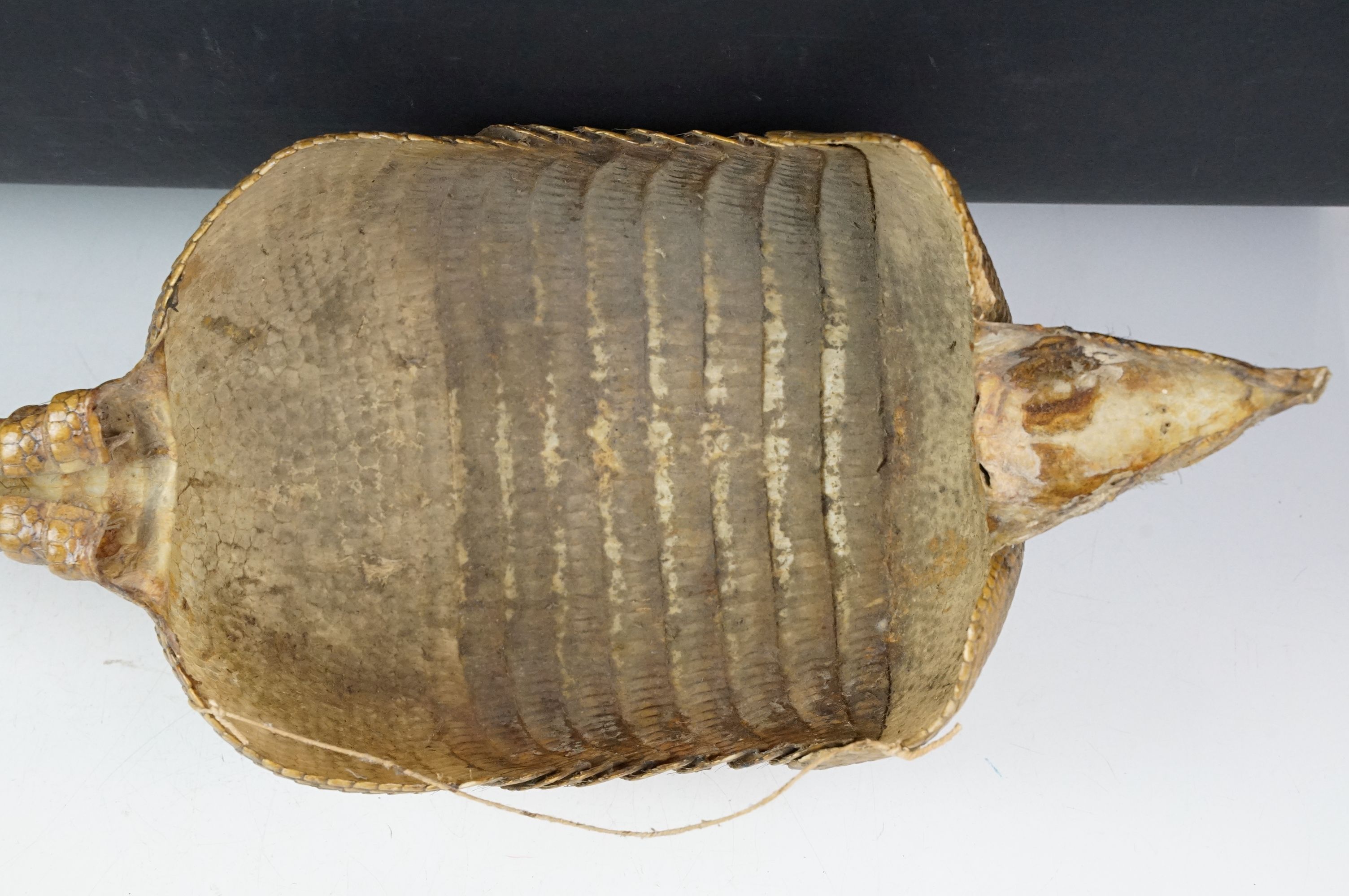 Taxidermy - A taxidermy armadillo shell, approx 68cm long - Image 9 of 11