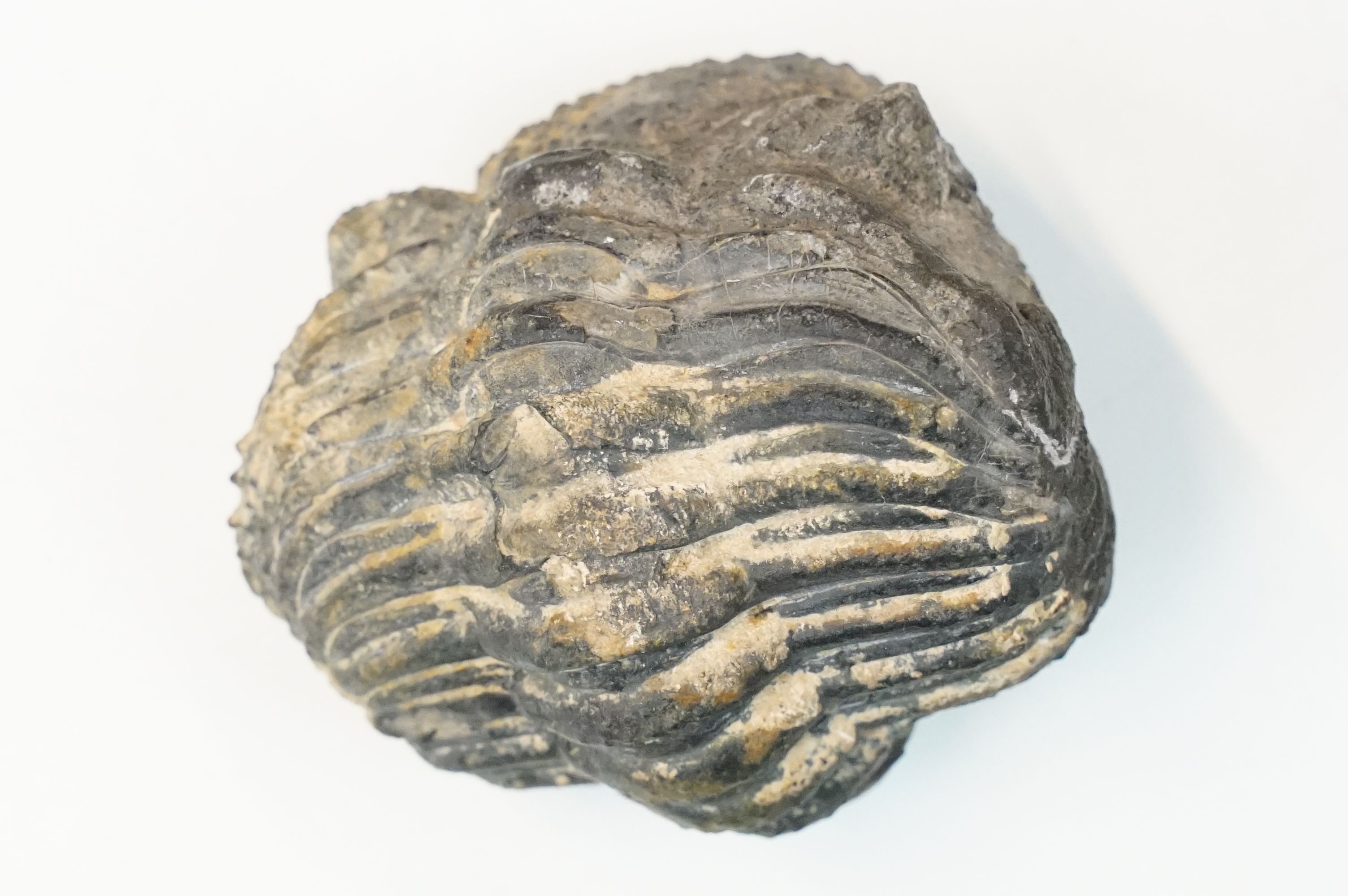 Natural History - fossilised trilobite specimen free from rock matrix. Measures 6.5cm wide, 6cm - Image 6 of 8