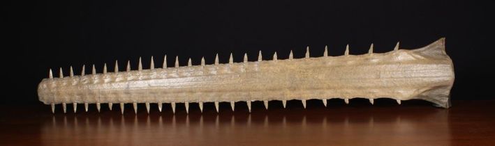 A Large Sawfish Rostrum (Pristidae spp), circa 1900, 48 teeth, 39½" (100 cm) in length,