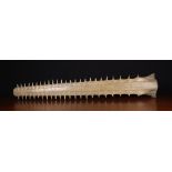 A Large Sawfish Rostrum (Pristidae spp), circa 1900, 48 teeth, 39½" (100 cm) in length,