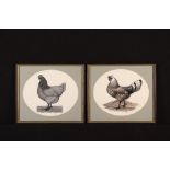 Marjorie Lawley A Pair of Poultry Illustrations finely scribed in black & sepia ink and set within