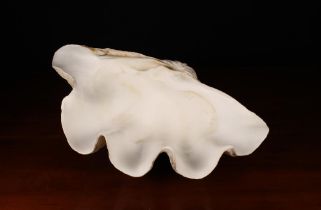 An Antique Giant Clam Shell Tridacna Gigas, approx 22" (56 cm) wide.