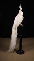 A Fabulous Vintage Taxidermy White Peacock, perched on a turned and ebonised stop fluted pedestal,