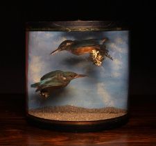 A Pair of Vintage Taxidermy Kingfishers set in a glazed demi-lune case.