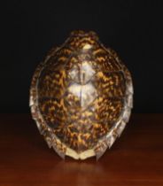 A Hawksbill Sea Turtle Shell (Eretmochelys imbricata), (A/F) 12½" x 10" (32 cm x 25.5 cm).