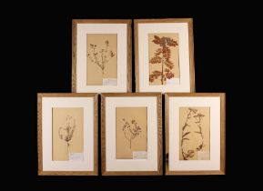 A Set of Five Framed Pressed Flower Specimens, each with a hand scribed label Circa 1930/40's.
