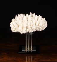A White Coral Specimen mounted on a stylish Italian Display Stand stamped GUILIANO TINGANO,