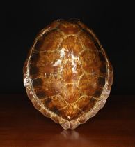 A Green Turtle Shell (Chelonia Mydas) A/F, 16" x 13" (41 cm x 33 cm).