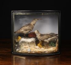 A Cased Vintage Taxidermy Display of Two Snipes mounted on rock-work with seashells and lichen.