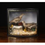 A Cased Vintage Taxidermy Display of Two Snipes mounted on rock-work with seashells and lichen.