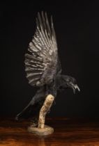 A Vintage Taxidermy Twin-headed Crow with up swept wings, perched on a branch,
