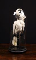 A Vintage Taxidermy White Cockatoo perched on a turned & ebonised stand beneath a glass dome,