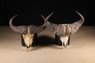 Two Antique Buffalo Skulls approx 21" (53 cm) long, 29" (74 cm) wide.