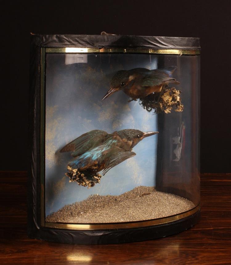 A Pair of Vintage Taxidermy Kingfishers set in a glazed demi-lune case. - Image 2 of 2