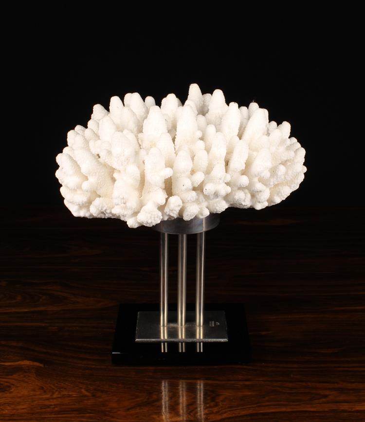 A White Coral Specimen mounted on a stylish Italian Display Stand stamped GUILIANO TINGANO, - Image 2 of 2