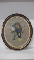 A Victorian watercolour of a St Vincent Parrot - signed and dated 1881 - in oval frame and