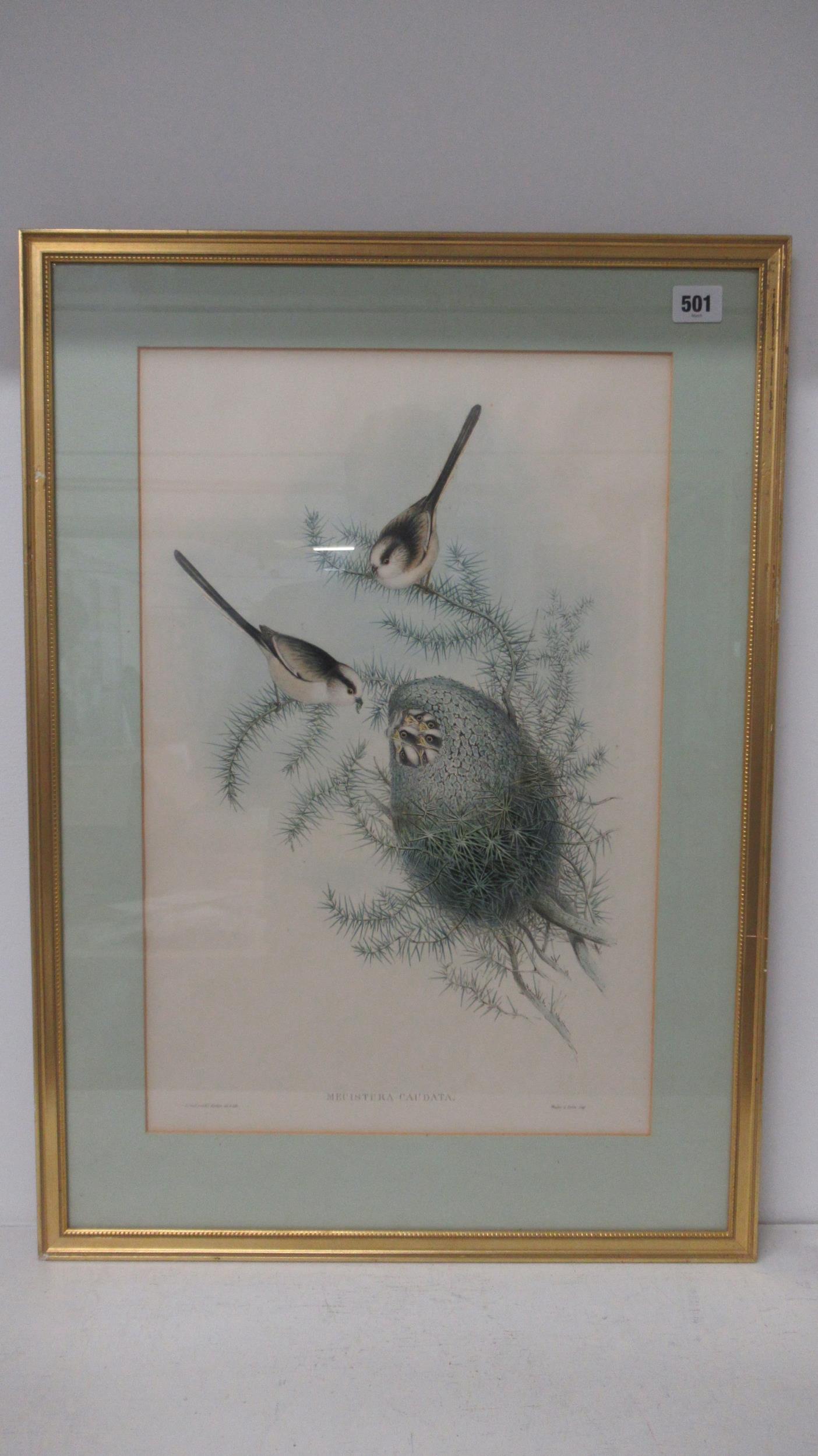 After Gould & Ritcher - Set of three Ornithological lithograph colour prints - 50cm x 33cm - - Image 3 of 5