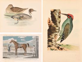 A collection of 18th and 19th Century Prints mostly of avian and equestrian subjects Including six