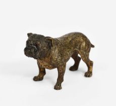 An Austrian cold painted bronze model of a bulldog probably Bergman, modelled standing, stamped