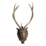 A VICTORIAN CARVED LINDEN WOOD STAG'S HEAD TROPHY MOUNT LATE 19TH CENTURY the naturalistically