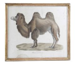A FRENCH LITHOGRAPH OF A 'CHAMEAU DE LA BACTRIANE' BY DE LAST, AFTER WERNER, C.1830-40 from '
