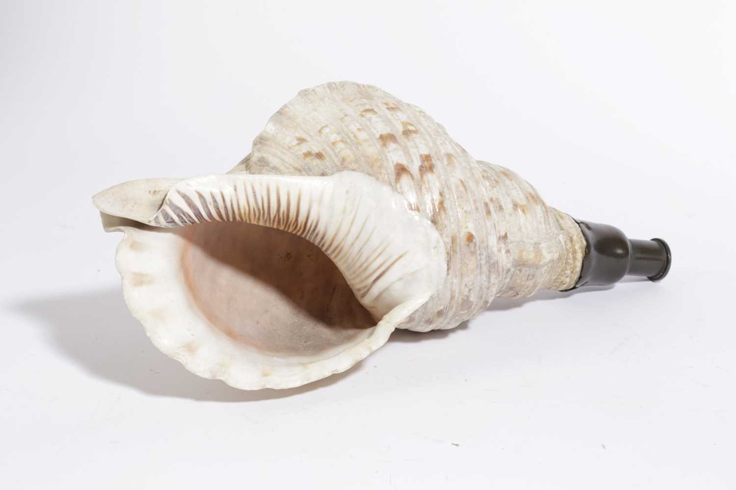 λ A JAPANESE 'HORAGAI' CONCH SHELL HORN 19TH CENTURY with a bronze mouth-piece 38cm long - Image 2 of 2