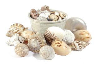 λ A COLLECTION OF SEASHELLS including; nautilus, conch, magnus, cypraea, scallop and others in an