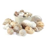 λ A COLLECTION OF SEASHELLS including; nautilus, conch, magnus, cypraea, scallop and others in an