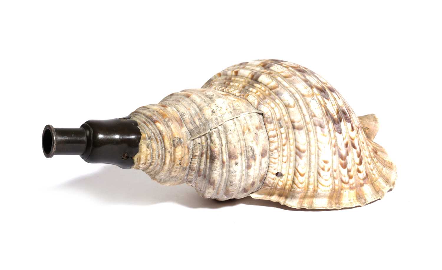 λ A JAPANESE 'HORAGAI' CONCH SHELL HORN 19TH CENTURY with a bronze mouth-piece 38cm long