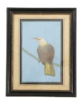 INDIAN SCHOOL A yellow-tailed bird on a branch, possibly a golden Oriole Gouache 23.5 x 15.1cm