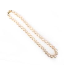 No reserve - a cultured pearl necklace, composed of a single row of cultured pearls measuring