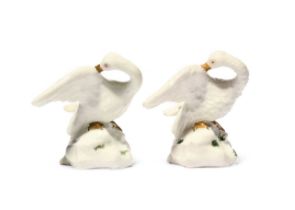 Two Capodimonte figures of swans, c.1748-55, modelled by Giuseppe Gricci, each preening its right