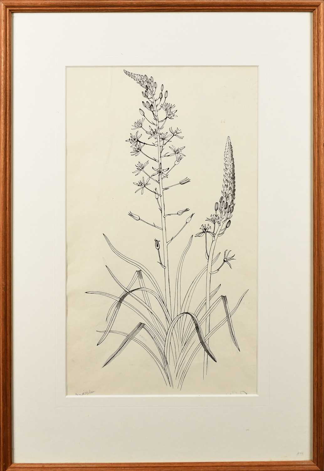 Φ John Nash RA (1893-1977) Ornithogalum Pyrenaicum (Bath Asparagus) Inscribed Ornithogalum (lower - Image 2 of 4