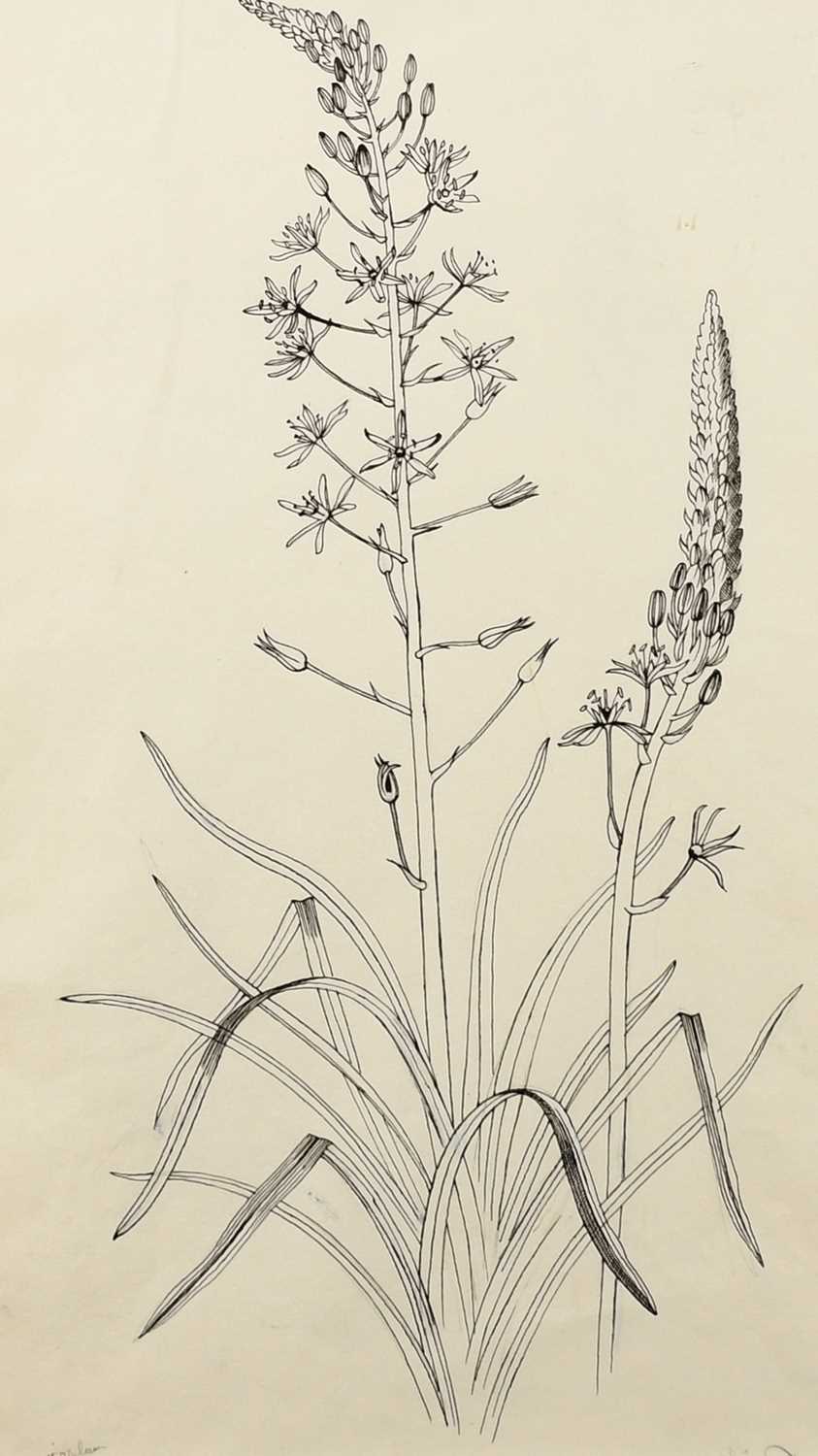 Φ John Nash RA (1893-1977) Ornithogalum Pyrenaicum (Bath Asparagus) Inscribed Ornithogalum (lower