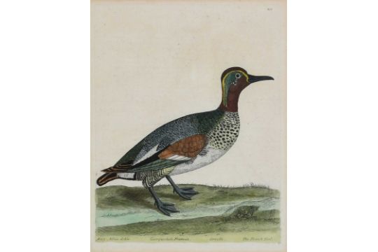 NINE ORNITHOLOGICAL BIRD PRINTS 19TH CENTURY AND LATER each hand-coloured and some titled, - Image 21 of 29