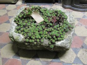 A weathered rough hewn rectangular natural stone trough containing succulents, 55cm long x 40cm wide