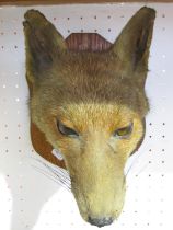 A mounted fox’s mask on an oak shield and a fox’s brush