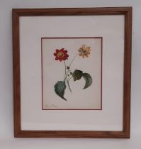 Victorian botanical study depicting a flower from two sides, vey well executed watercolour on paper,