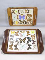 Two wooden trays with glazed butterfly specimens, both 51cm x 33cm approx.