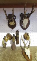 Three mounted deer antlers (one as found) on oak shields, and five deer foot coat hooks.