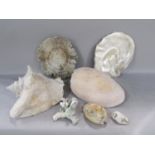 A mixed selection of tropical seashells.