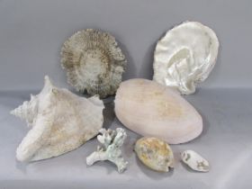 A mixed selection of tropical seashells.