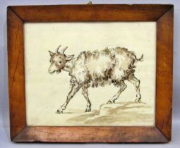 18th century Continental School - Study of a goat, pen and wash, 18 x 22 cm, glazed in maple