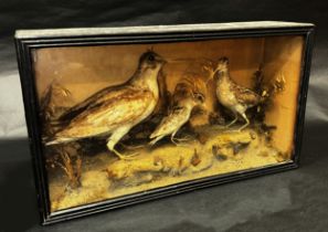 Taxidermy interest - A Woodcock, a Jack Snipe and a Common Snipe in naturalistic setting