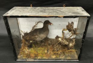 Taxidermy interest - Moorhen and Snow Bunting in naturalistic setting