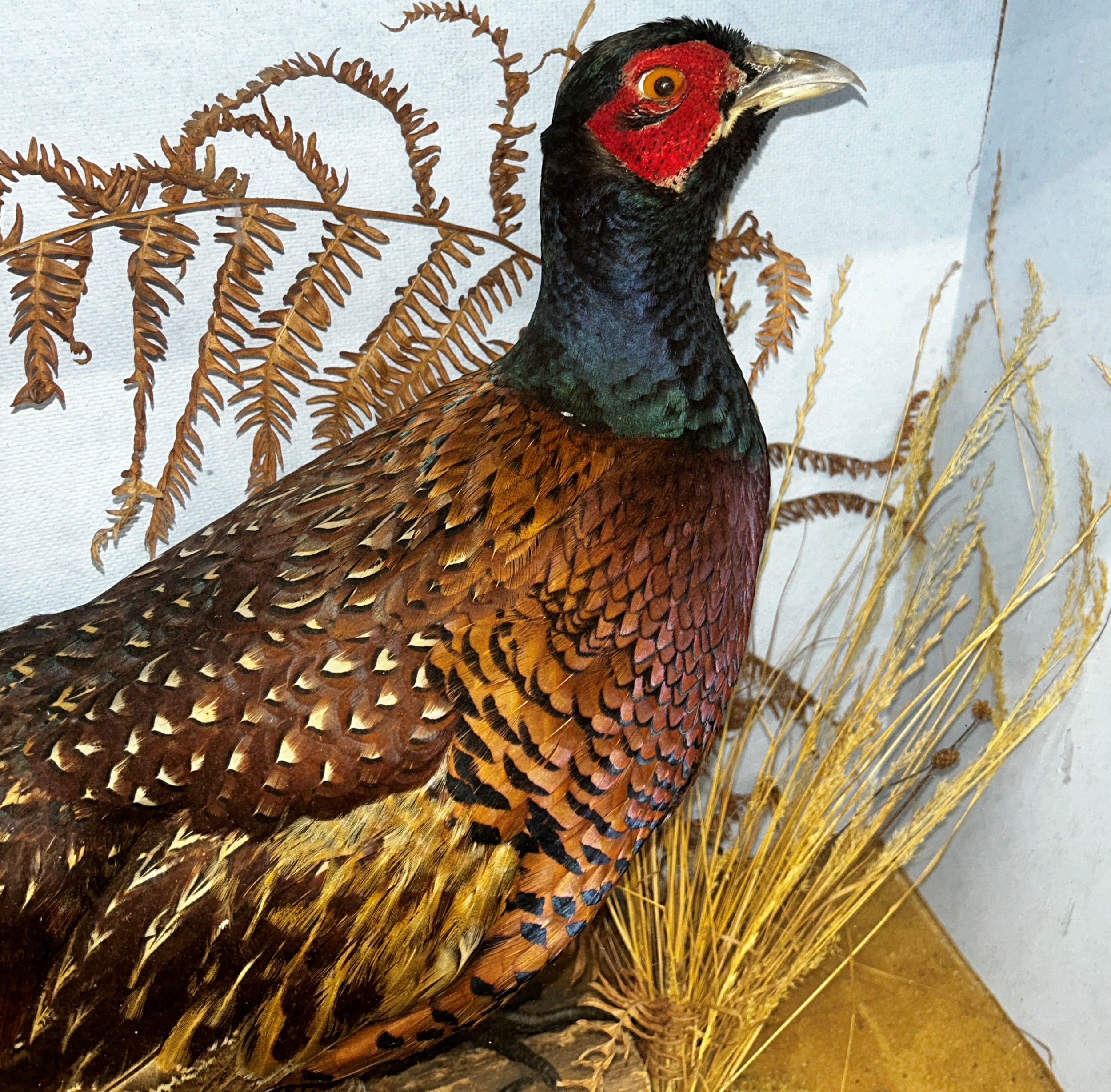 Taxidermy interest - Pheasant in naturalist setting - Image 3 of 3