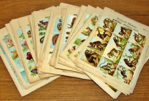An interesting collection of Natural History stamps and cards - 50 sheets of self-adhesive "