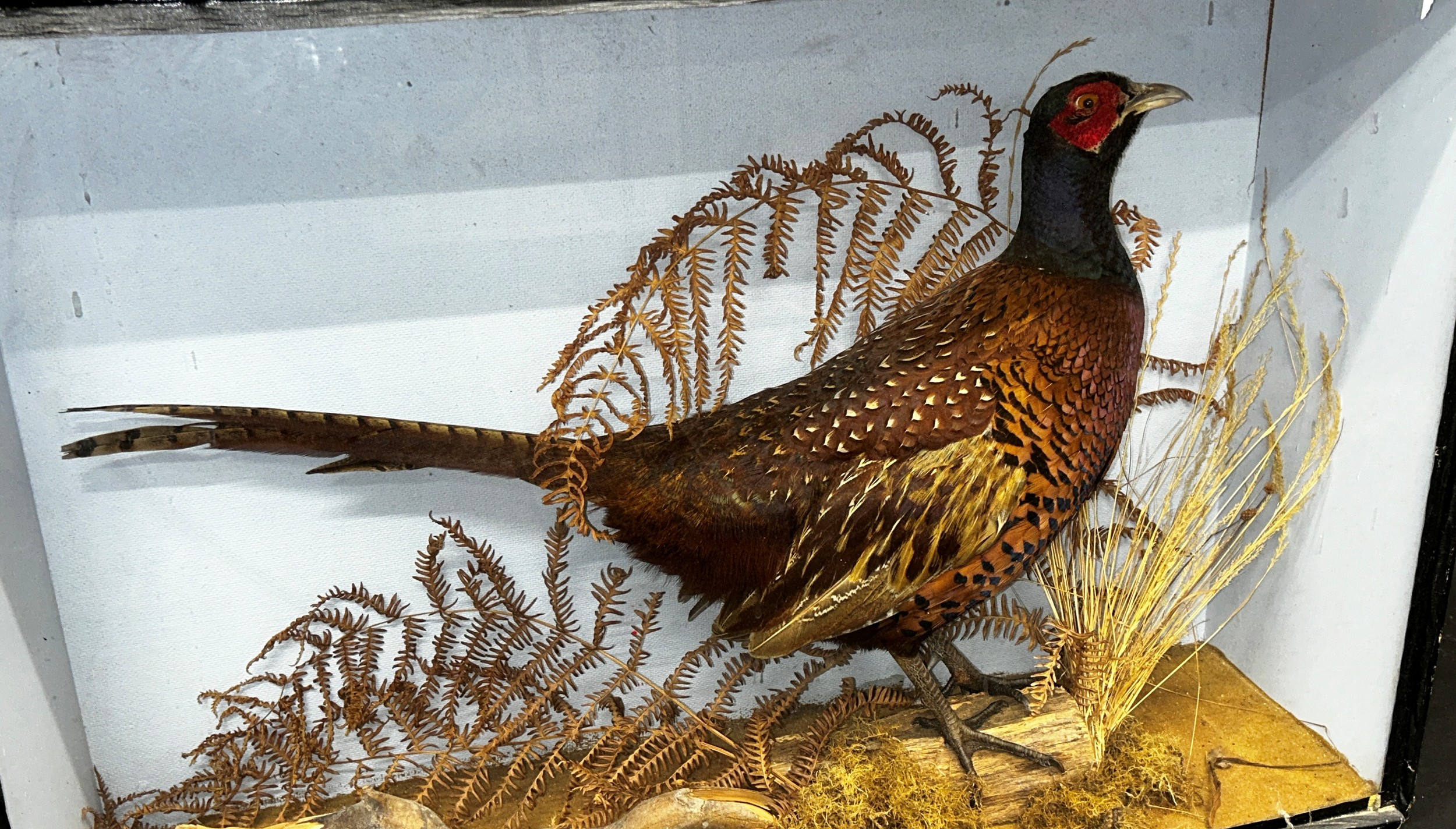 Taxidermy interest - Pheasant in naturalist setting