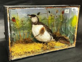 Taxidermy interest - a Guillemot in naturalistic setting